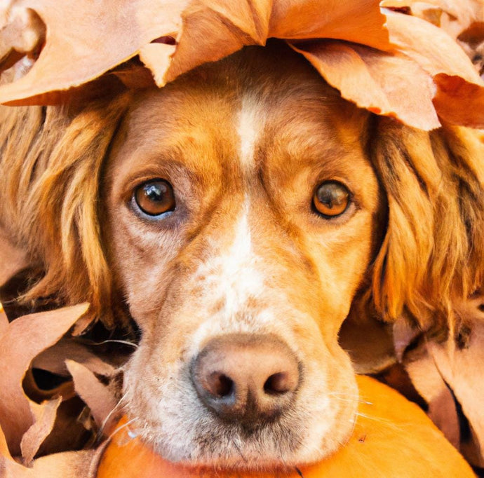 Seasonal Care for Your Dog: Preparing for Autumn in the UK